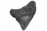 Serrated, Posterior Juvenile Megalodon Tooth - South Carolina #362465-1